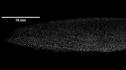 Dust vortex dynamics (Campaign V) in diffused plasma in SPD-I device.