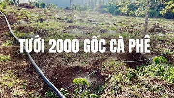 Tưới 2000 Gốc Cà Phê Nhanh Chóng, Giảm Công Chăm Sóc | Béc Tưới VP39 cho Cà Phê