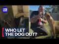 Risky rescue performed by dog lover