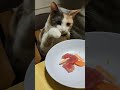 すさきの楽しいひな祭り 2026年3月3日#スサキングダム#ねこのいる生活