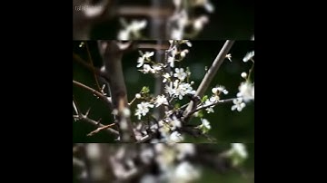 سورة الاحزاب - الاية ٥٦