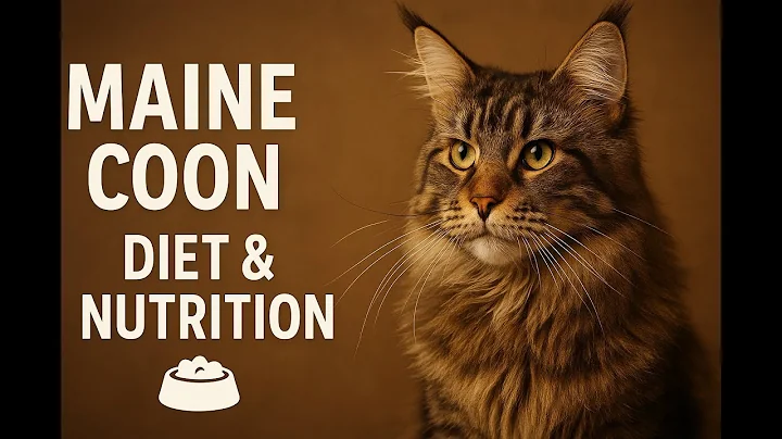 Video 10982631: feeding maine coon, maine coon cat, cat learning