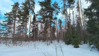 Sunny Day In The Winter Forest. pt.10. March 2024