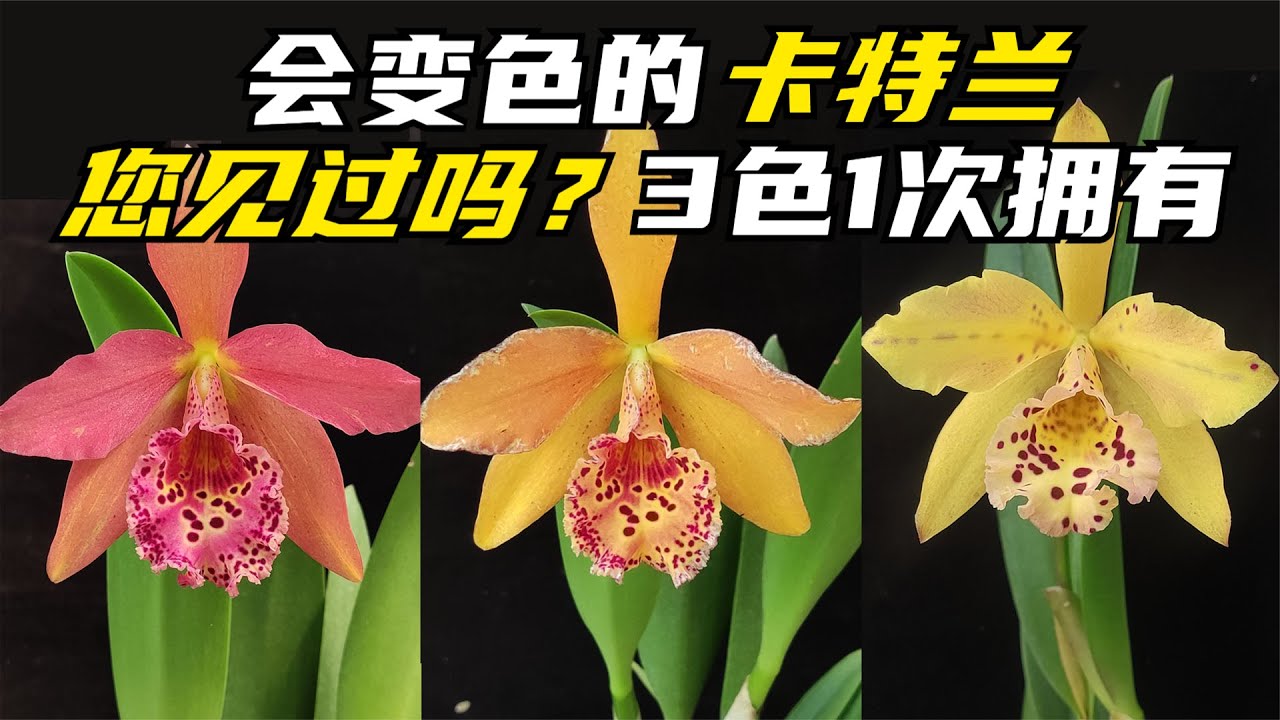 会变色的嘉德利亚兰您见过吗？橙红色、橙色、黄色可以一次全部拥有！