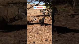 🦖 The Dragon That Hunts Like a Dinosaur | Komodo Dragon in Action 😱