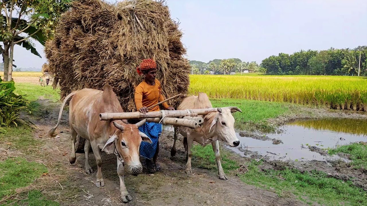 Ongole Bullock Cart Ride || Ongole Bullock Mud Ride | Cow Cart Heavy Load paddy race