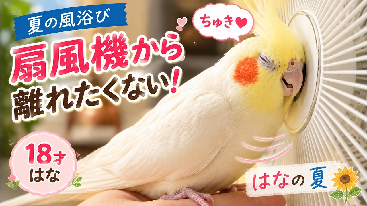 扇風機から離れたくない18歳のオカメインコ｜夏の風浴びが大好き - YouTube