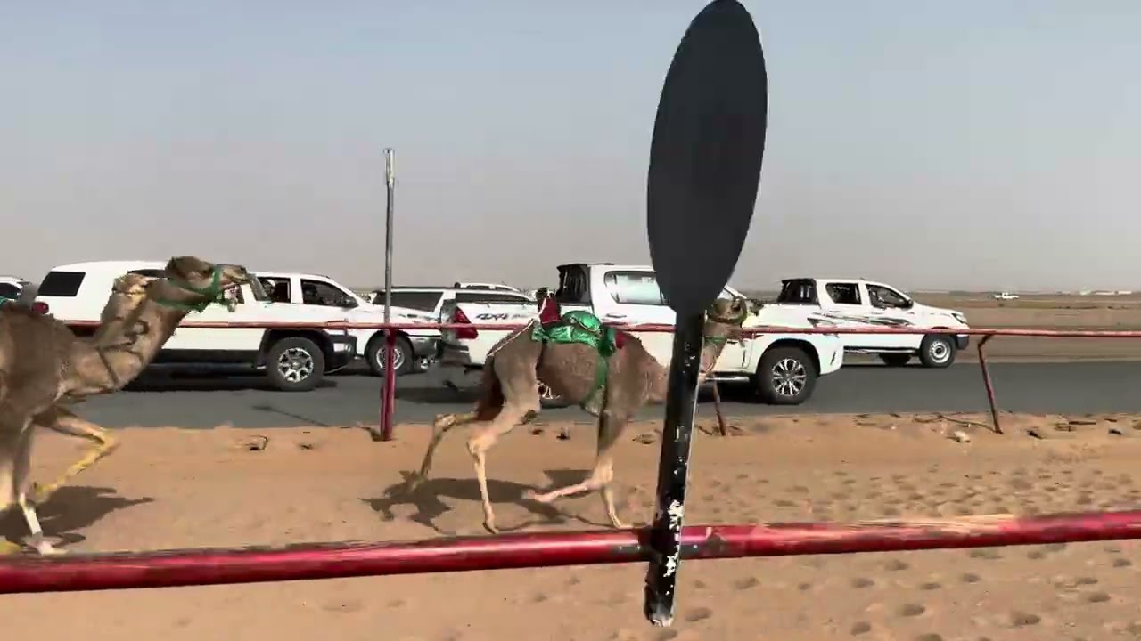 ش 7 بكار مفاريد شيهانه ل ماجد بن هزاع العنزي 