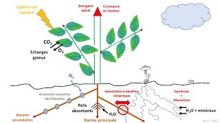 Les Surfaces Déchanges Chez Les Végétaux