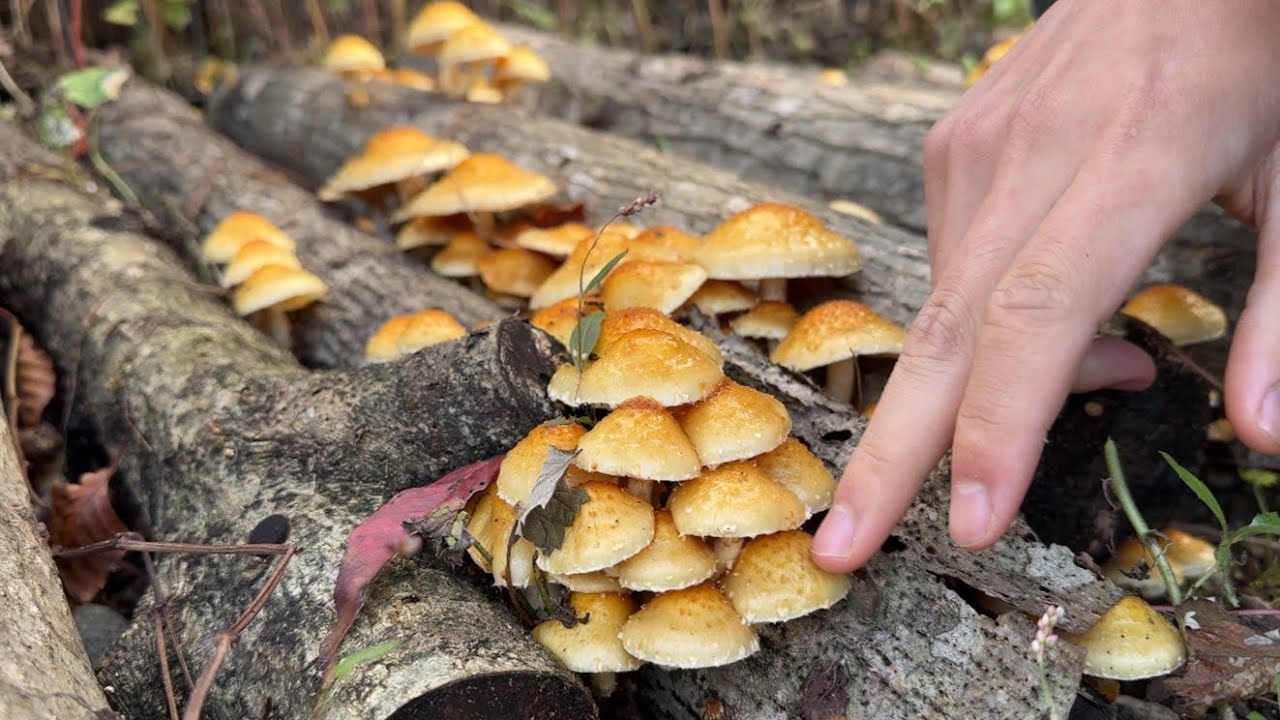 ヌメリスギタケめっちゃ生えてきたぞぉぉ(案件含む)