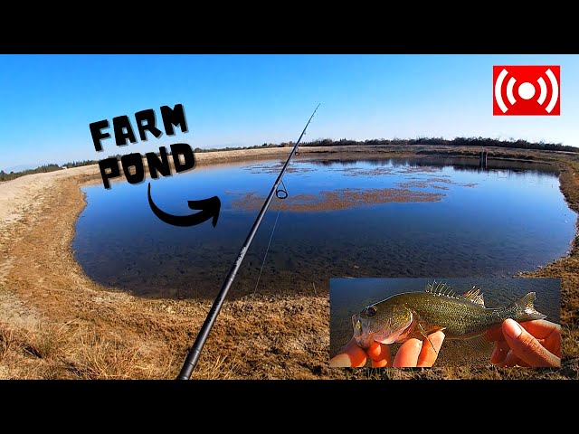 Bass Fishing Farm Ponds (Bakersfield, CA) 