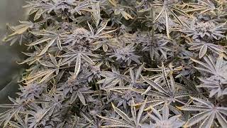 wk10 Flower RDWC HydrO LED Advanced Nutrients INDOOR MEDICAL GROW GMO🔥🔥🔥 medical cannabis marijuana