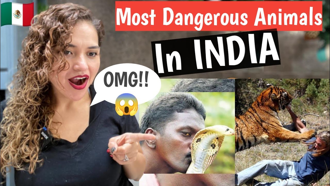 The Most Dangerous Animals in INDIA | India Facts | Reaction - YouTube