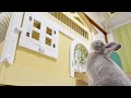 突然自分のお家がどでかい一軒家になったときのうさぎさんのリアクションが...笑