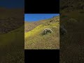 Blütenwanderung im Südwesten von Gran Canaria, Montaña de Lobas.