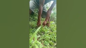 Harvesting cassava part 113 #shorts #farming #cassava #nature  #cassavaroots #cassavafarming