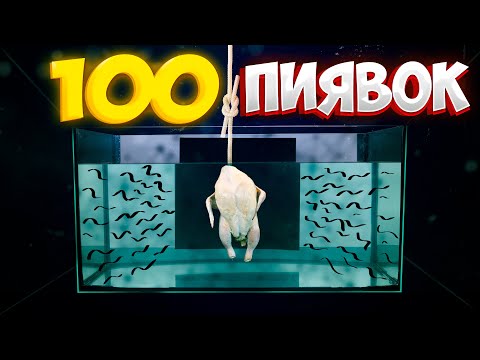 Видео: ЧТО ЕСЛИ к 100 ГОЛОДНЫМ ПИЯВКАМ ОПУСТИТЬ КУРИЦУ?