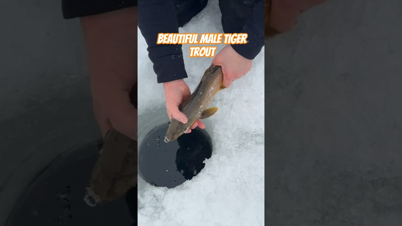 Tiger trout catch and release.  