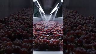 Inside a Modern Grape Processing Factory
