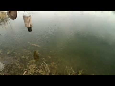 diy automatic pond fish feeder