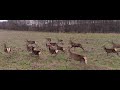 The running deer