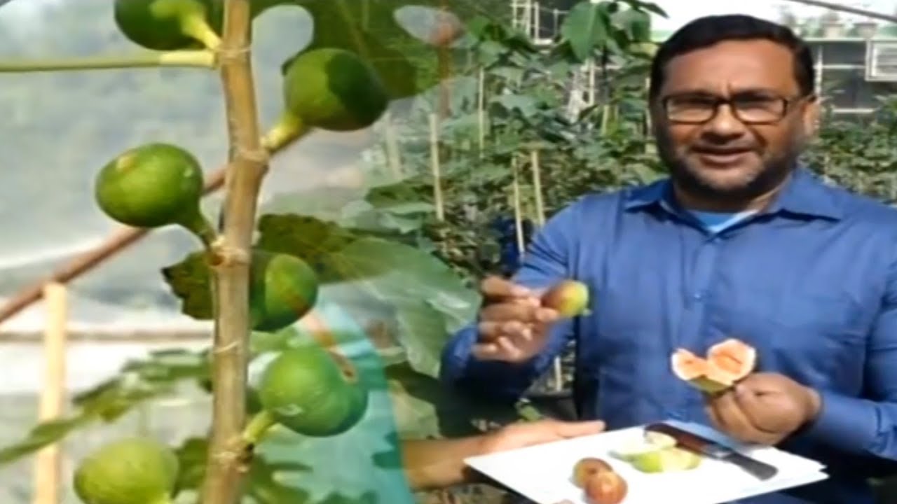 ত্বীন ফলের বাণিজ্যিক চাষ এখন বাংলাদেশে Fig Farm and Harvest Giant