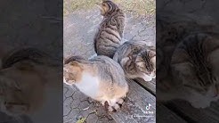 ねこ旅猫動画cat Tour In Japan 猫チャンネル Youtube ねこ旅猫動画cat Tour In Japan 猫チャンネル Youtube