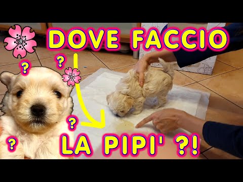 Video: Come preparare un cucciolo in 5 giorni usando una scatola di cartone