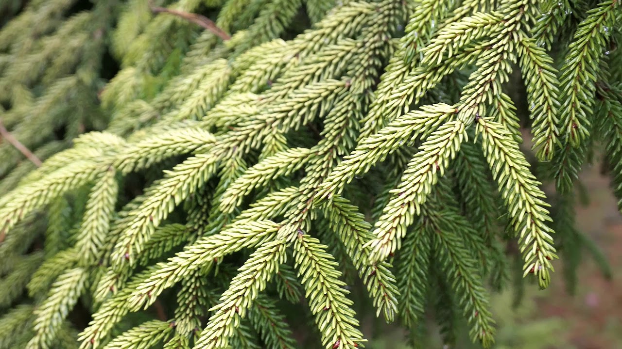 Conifer Garden Ter Borgh