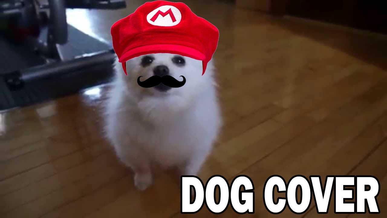 Super Mario Theme Dog cover YouTube