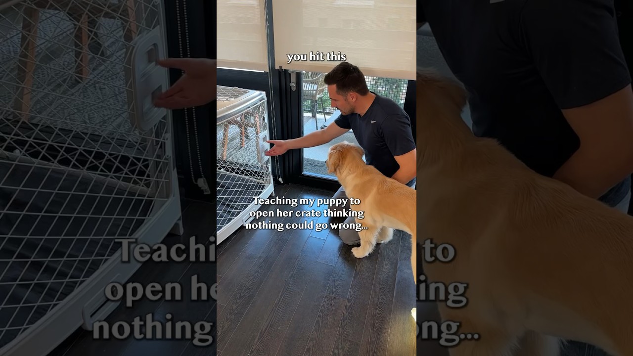 I caught my puppy breaking my dog out of her crate! YouTube