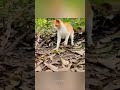 Why do cats win to snakes ?🤔#shorts #amazingfacts #catvideos #snake #trendingshorts #viral #facts