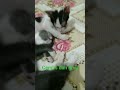 kebersamaan grey dan cemlis#cat