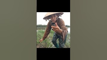 Lụm Ốc Bươu Vàng Ruộng Mùa Nước Nổi #shorts #ốcbươuvàng