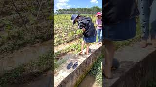 Giant Leech Attack