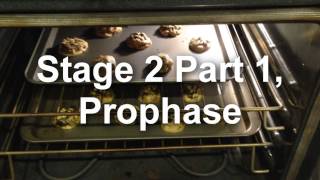 Cell Cycle Video Project Final Draft Watch in 1080p