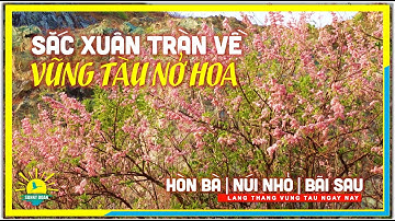 Sắc Xuân Tràn Về Vũng Tàu Nở Hoa Đón Tết | Hòn Bà Núi Nhỏ & Đường Hạ Long Bãi Sau Vũng Tàu ngày nay