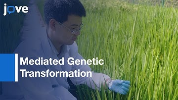 Agrobacterium-Transgenic Production/Application: Reproductive Development-Rice l Protocol Preview