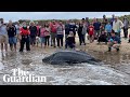 Giant leatherback sea turtle stranded on cape cod rescued by volunteers