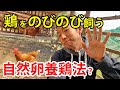 鶏の自然な飼い方をしたい方必見！オススメする【自然卵養鶏法】