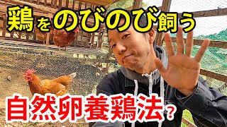 鶏の自然な飼い方をしたい方必見！オススメする【自然卵養鶏法】