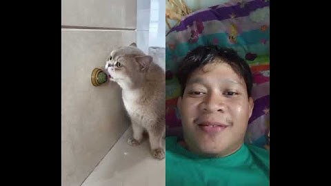 catnip roll #cat #funny #cutecat #catlovers #short #shorts #shortvideo #viralvideo #viral #fypシ