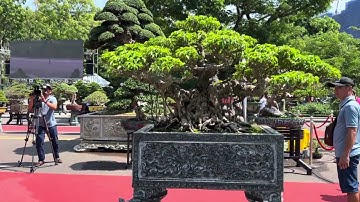 Quy Nhơn| Cây cảnh đẹp Dàn cây vip của triển lãm