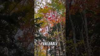 You are valuable.#englishlearningcheckin #readalong #beabetterself#believeinyourself #travel