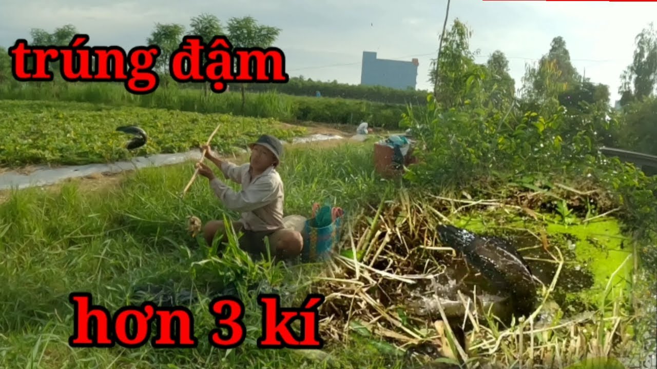 Câu cá lóc bằng vịt, điểm huyền thoại cá to khủng