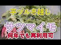 サツマイモの芋ヅルの冬越し　何年でも再利用可能　苗代0円！捨てるな！
