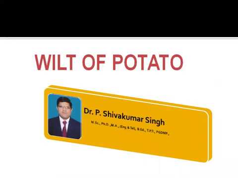 Wilt of Potato / Bacterial plant diseases / Plant pathology / Plant