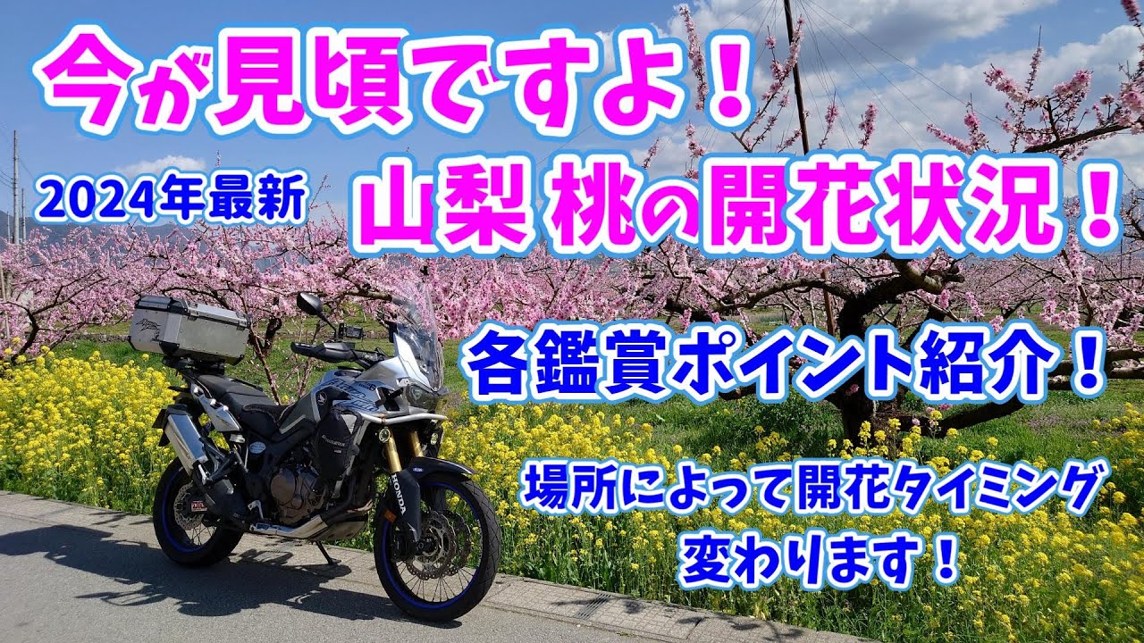 2024年最新 今が見頃ですよ！ 山梨 桃 の 開花状況 各鑑賞ポイントを