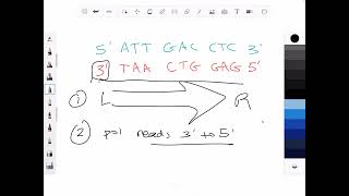 Changing a reading frame -and- determining which strand of DNA has the gene template