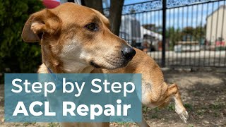 Dog ACL repair without Surgery